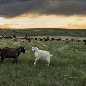周兰献日三部曲顺序
